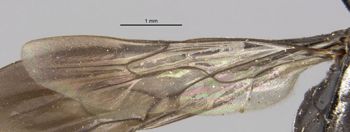Media type: image;   Entomology 17184 Aspect: Wing hind
